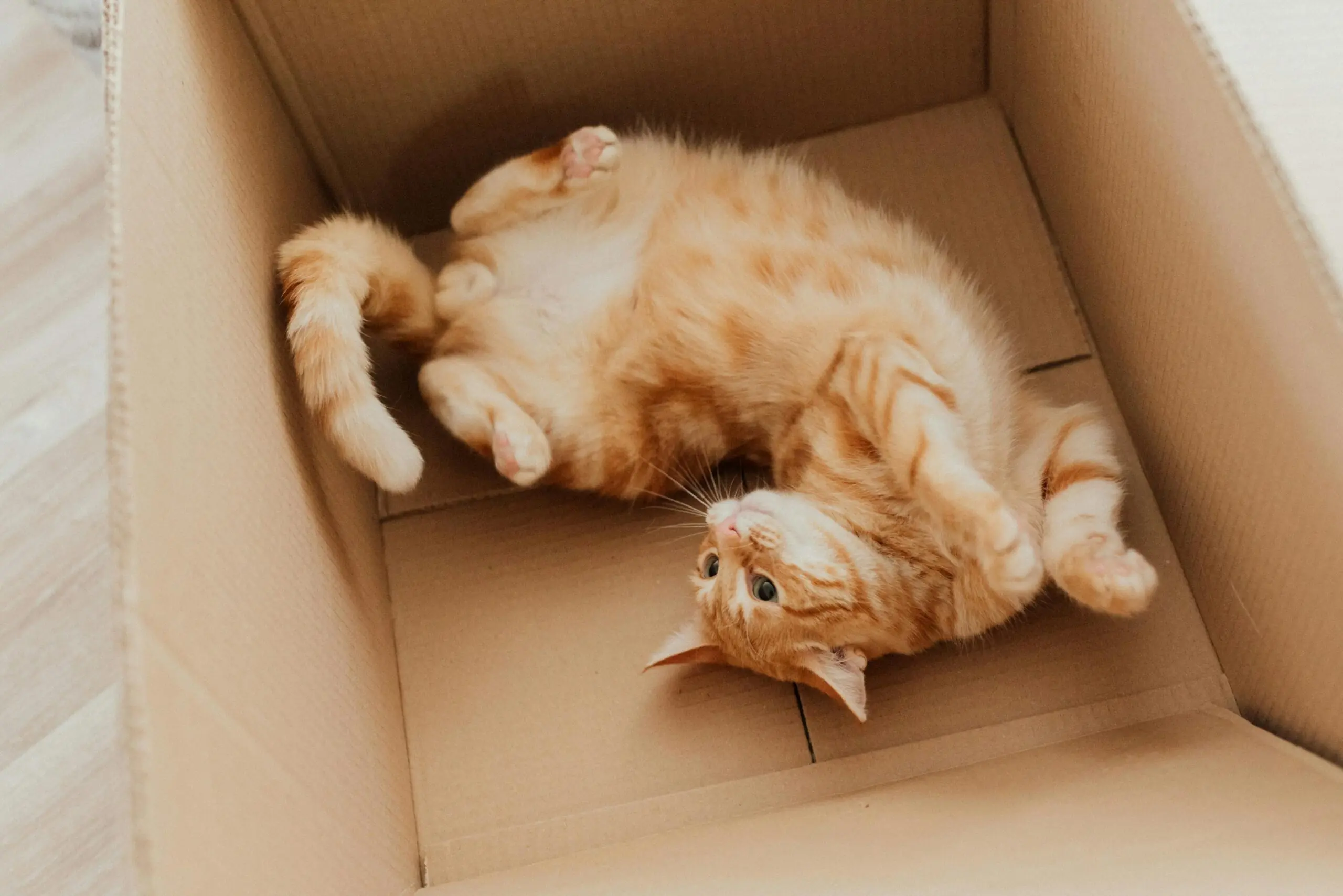 Common Cat Behavior Problems scaled