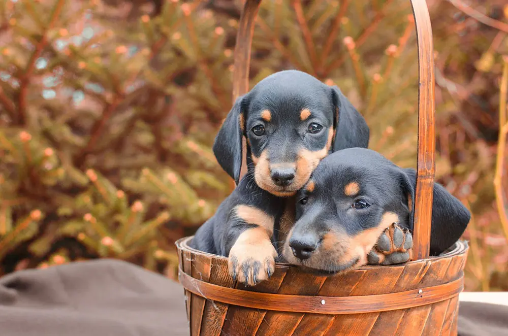 Dachshund