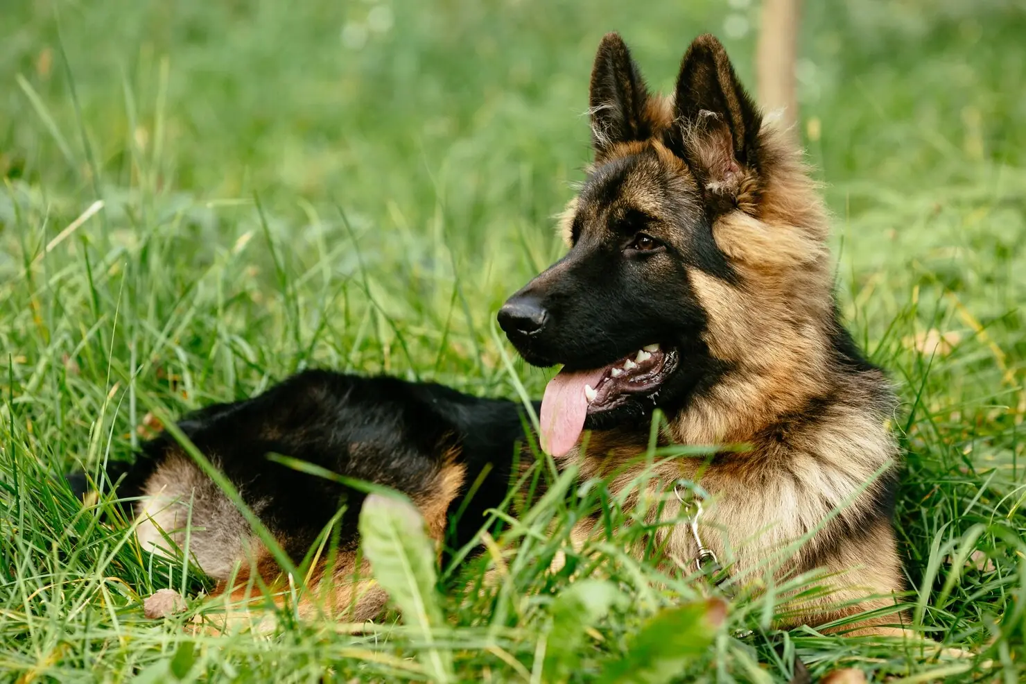 German Shepherd