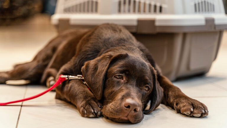 Kidney Failure in Dogs