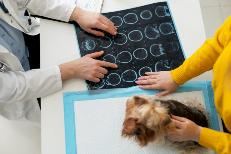 Neurological Disorders in Dogs Causes Symptoms Treatment