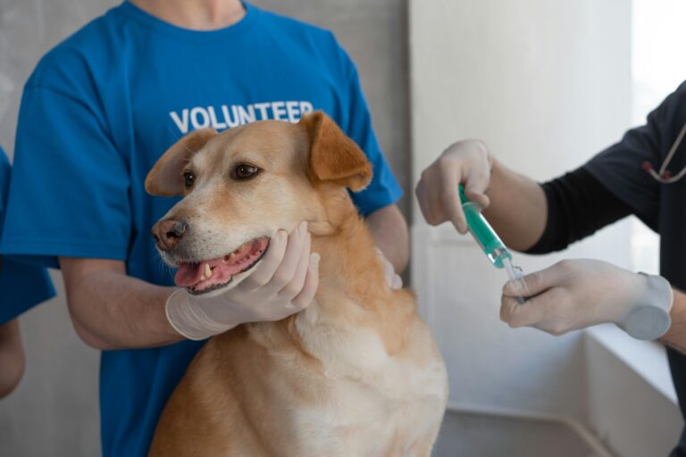 Preventable Canine Diseases Through Vaccination and Deworming