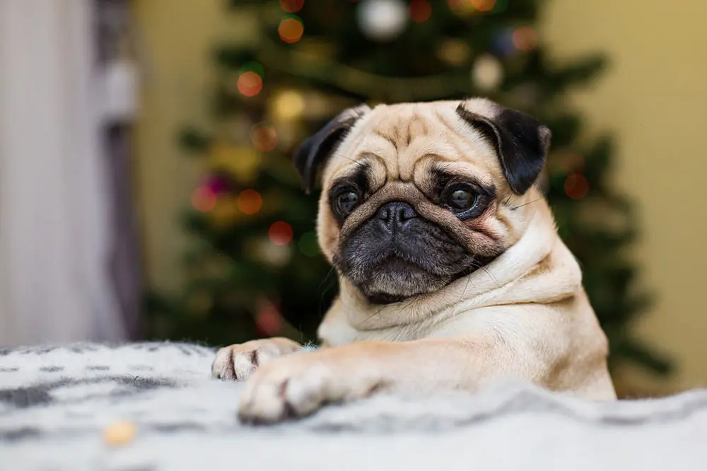 Pug