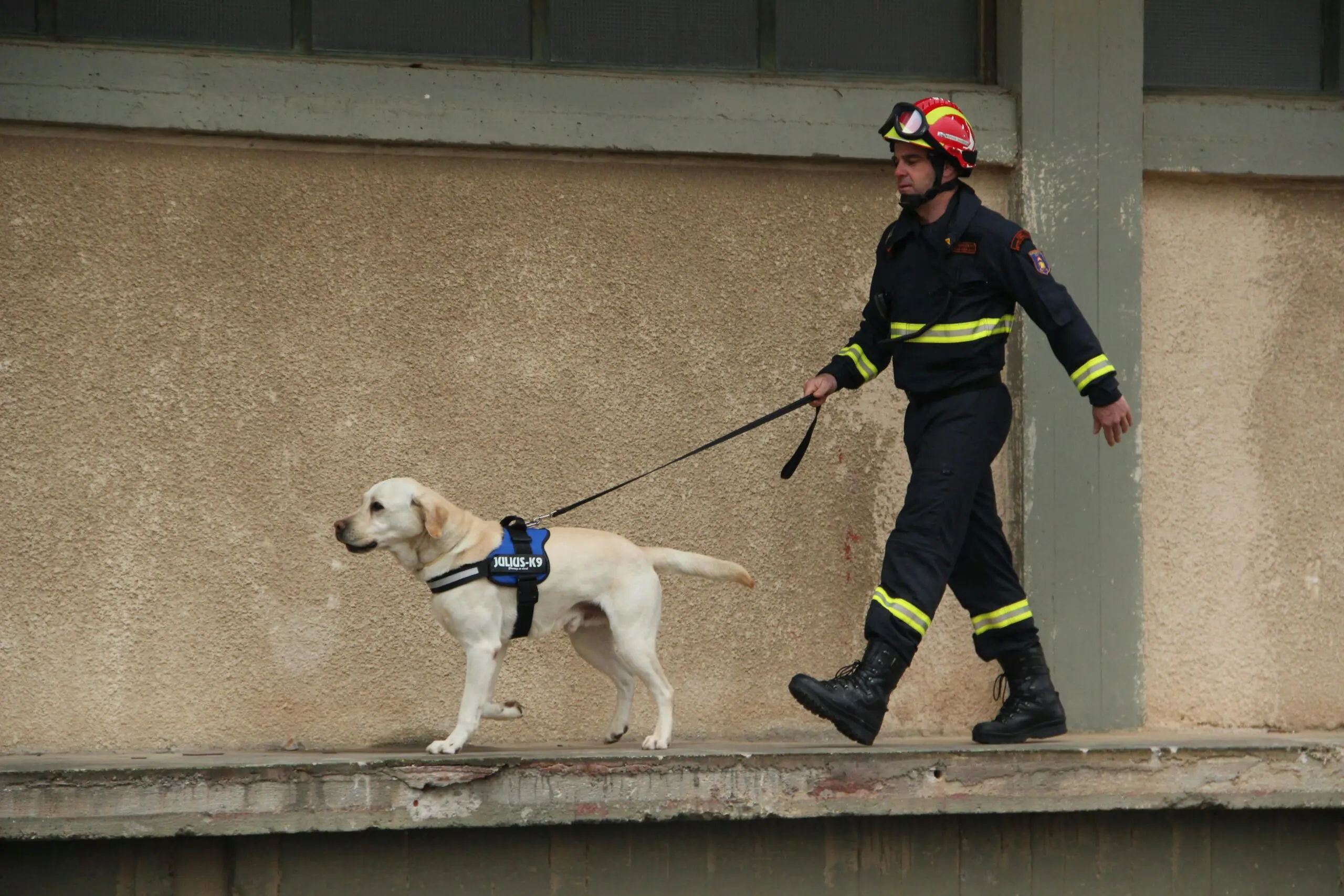 Service Dog for Depression scaled