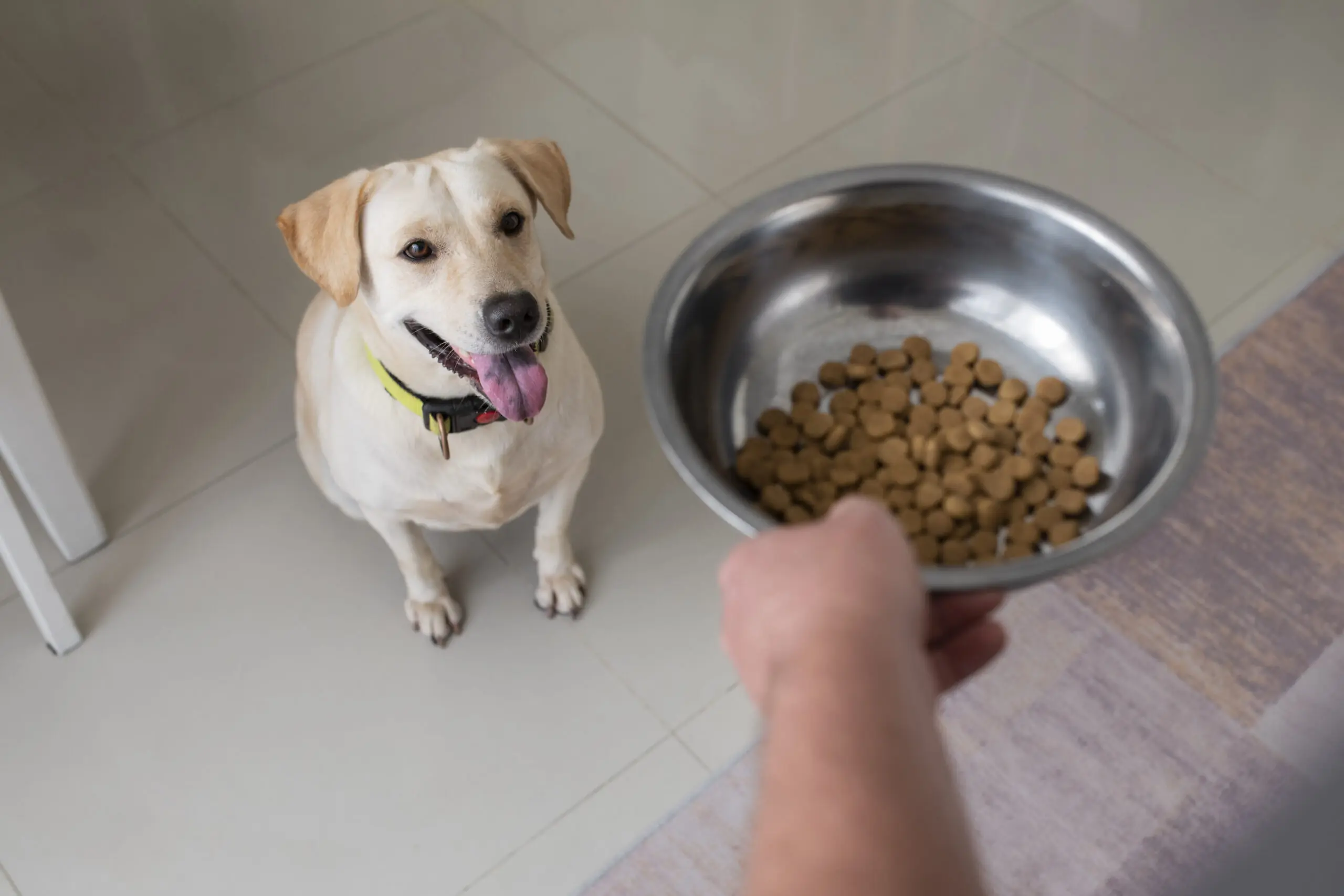 Vet Approved Homemade Dog Food Recipes for Kidney Disease scaled