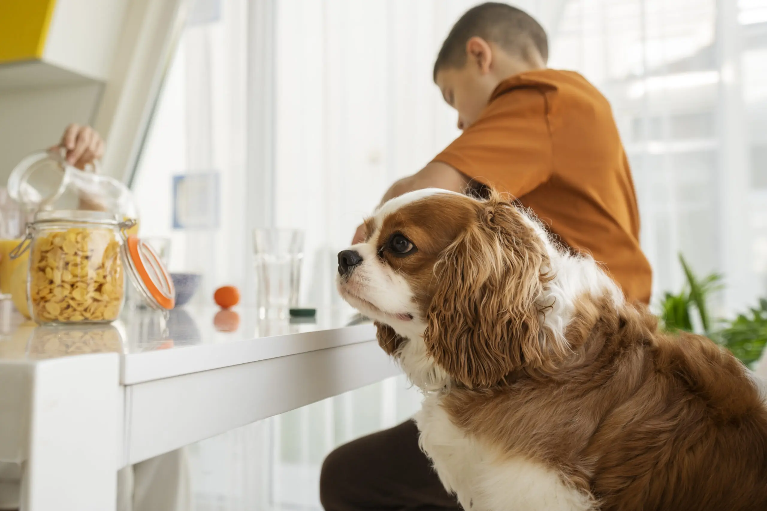 What are Appropriate Food Options for Kidney Disease in Dogs scaled
