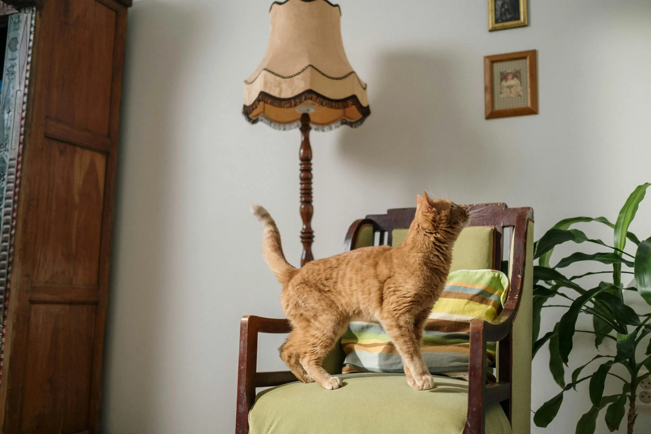 cat Scratching Furniture scaled