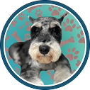 dog grooming marietta ga