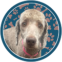 affordable pet grooming