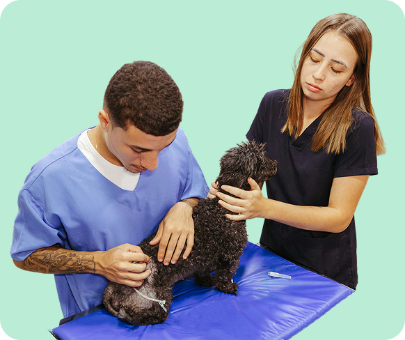 Advanced-Oral-Surgery-for-Pets-leftimg