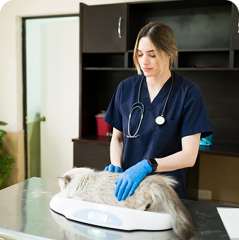 Real-time-examination-of-the-images-by-our-veterinarians