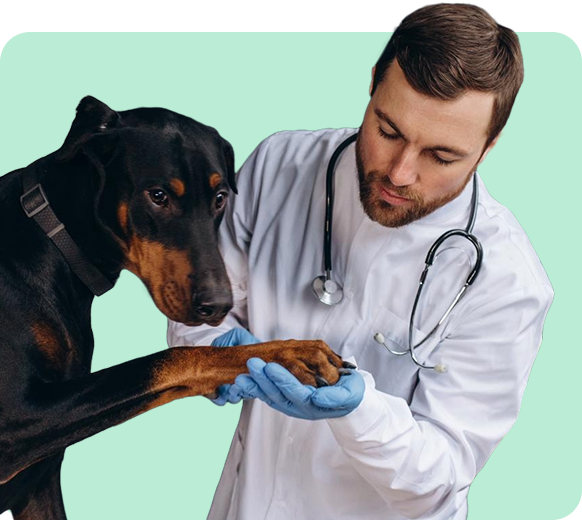 Vet Services for Pets Near Woodstock