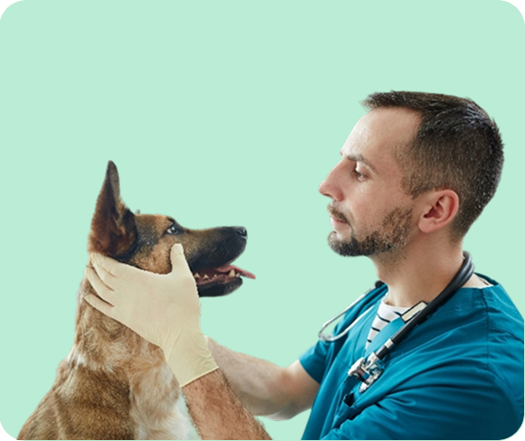 Signs-Your-Pet-Needs-Dental-Care-rightsimg-img-1