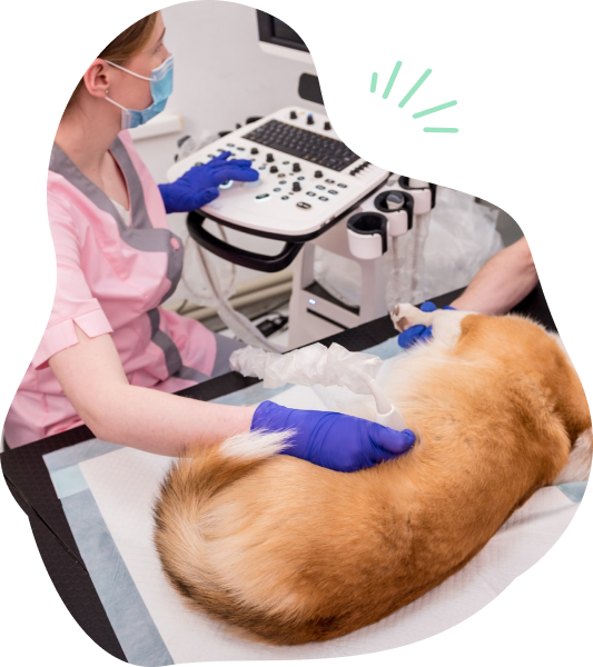 Ultrasound-technology
