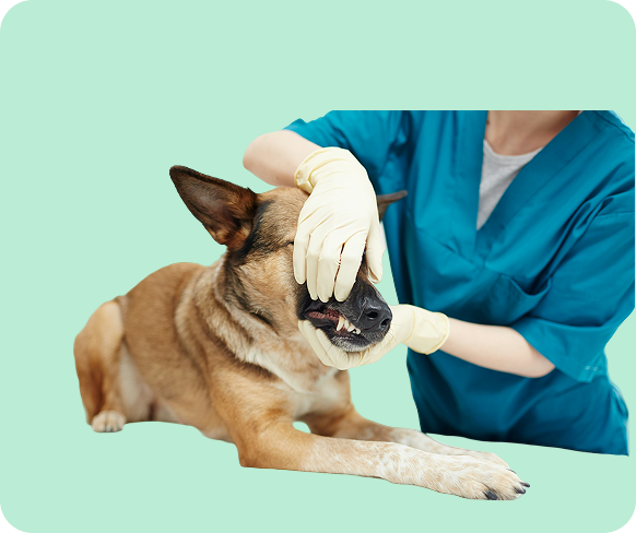 Understanding-Dental-Cleanings-for-Pets-rightimg