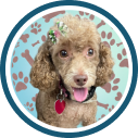 dog groomers marietta