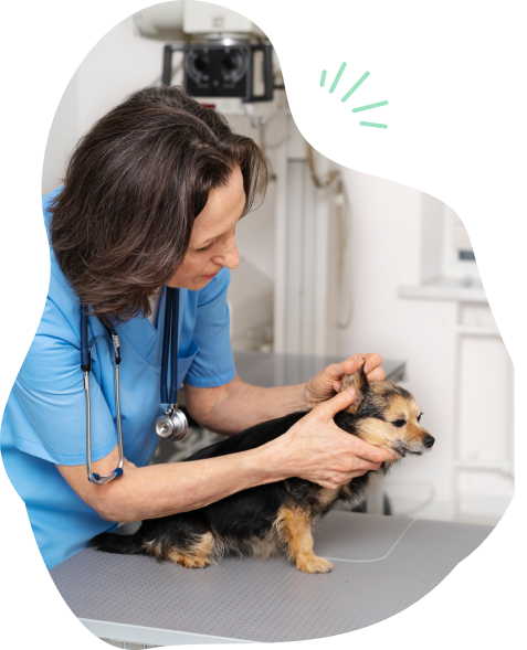 What-does-my-veterinarian-check-during-a-physical-examination-img-1
