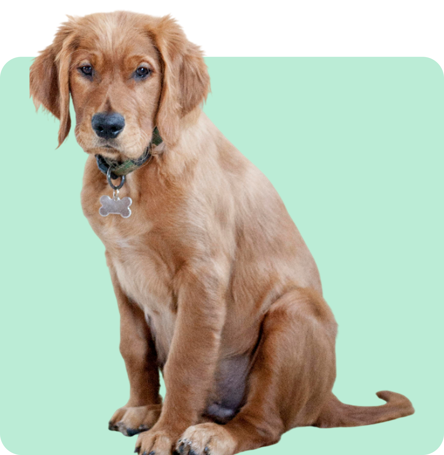 Your-veterinarian-will-auscultate-img