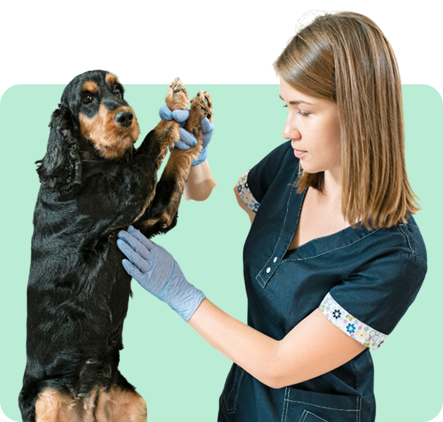 Your-veterinarian-will-observe-or-inspect-img