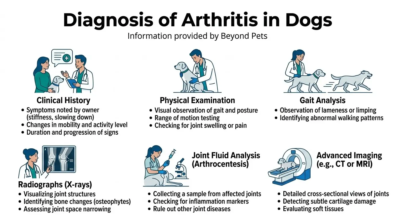 Diagnosis of Arthritis in Dogs in Canine Arthritis - Diagnosis, Treatment, and Prevention