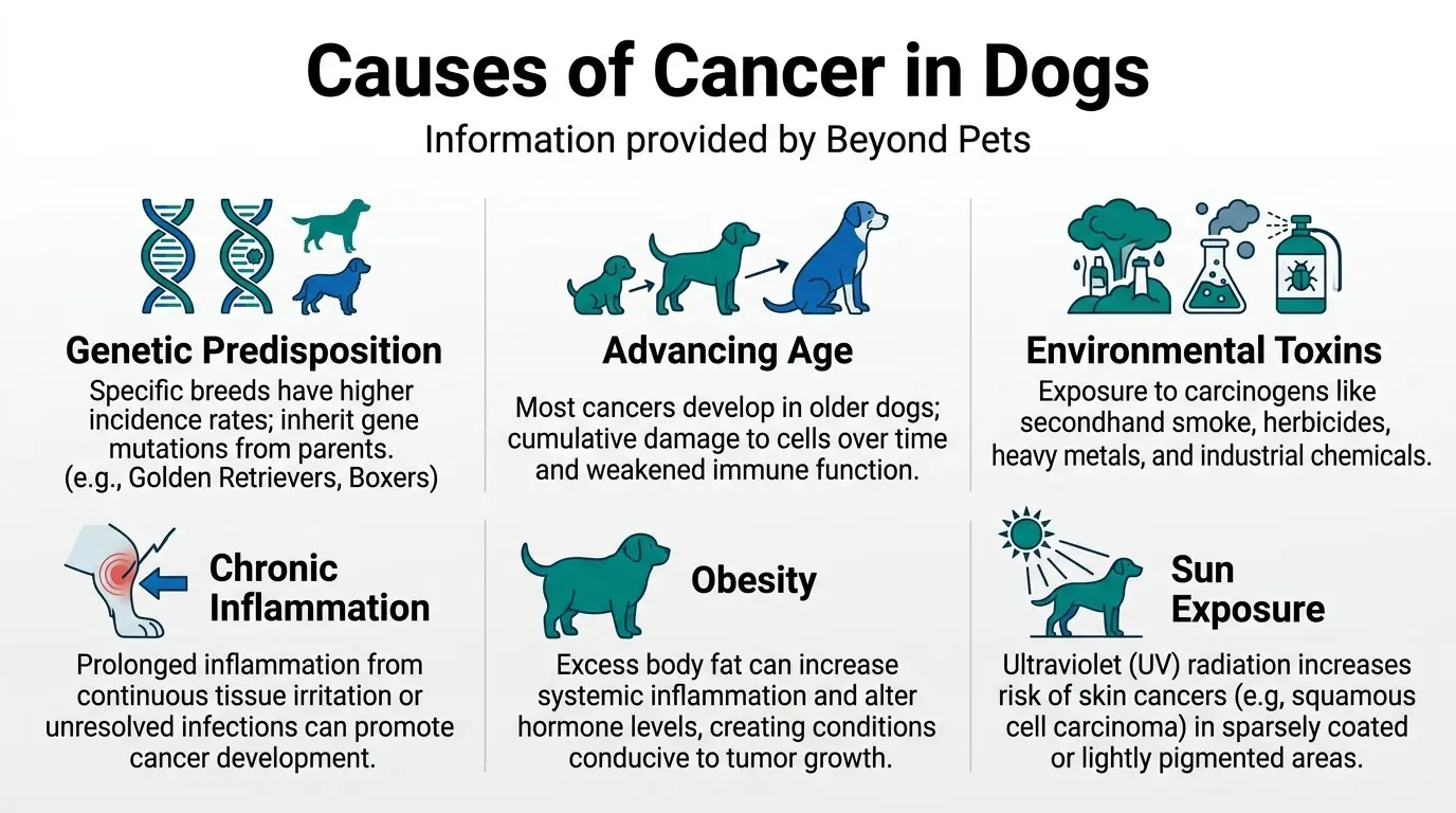 Causes of Cancer in Dogs in What is Cancer in Dogs?