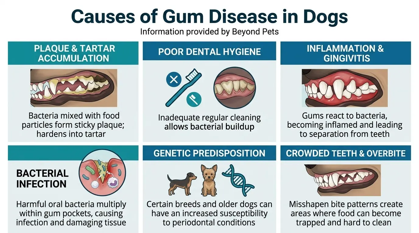 Causes of Gum Disease in Dogs in Gum Disease in Dogs: Exploring Canine Periodontal Health