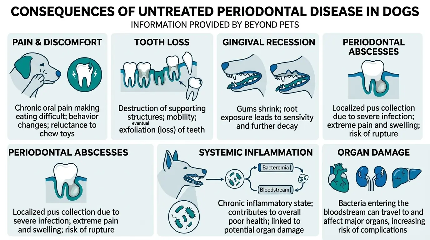 Consequences of Untreated Periodontal Disease in Dogs in Gum Disease in Dogs: Exploring Canine Periodontal Health