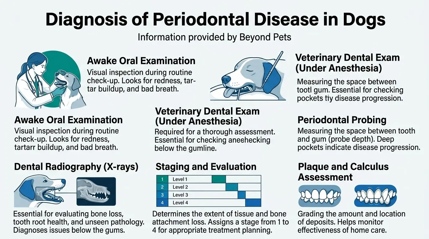 Diagnosis of Periodontal Disease in Dogs in Gum Disease in Dogs: Exploring Canine Periodontal Health