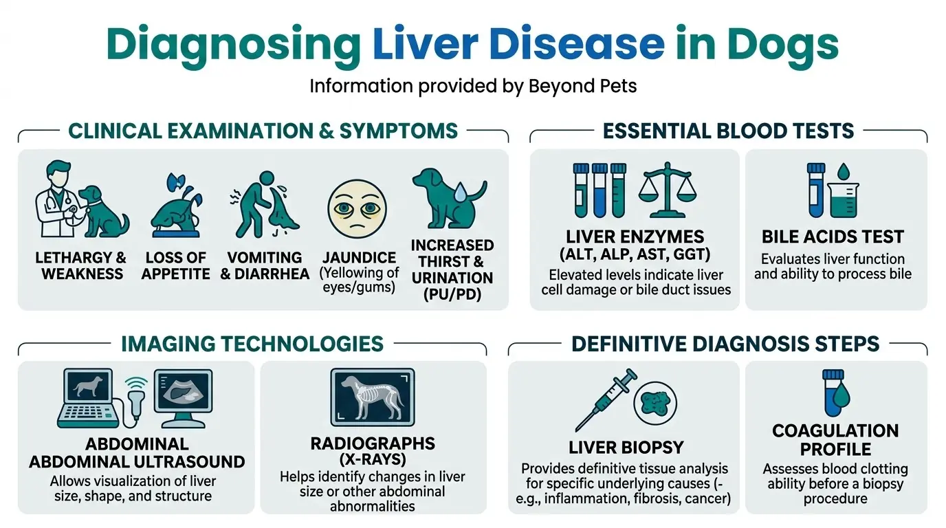 What is Liver Disease in Dogs? 3 Diagnosing Liver Disease in Dogs in What is Liver Disease in Dogs?