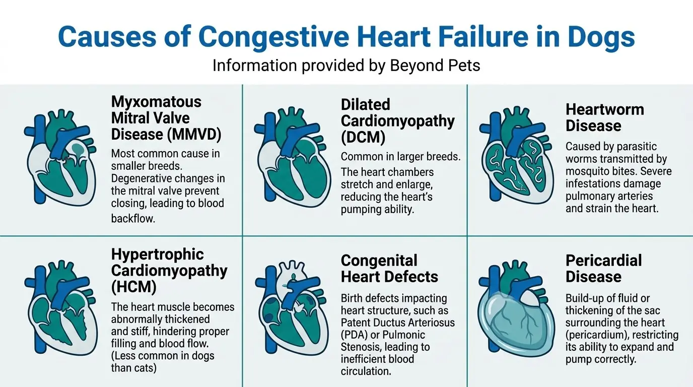 Causes of Congestive Heart Failure in Dogs in What is Heart Disease in Dogs?