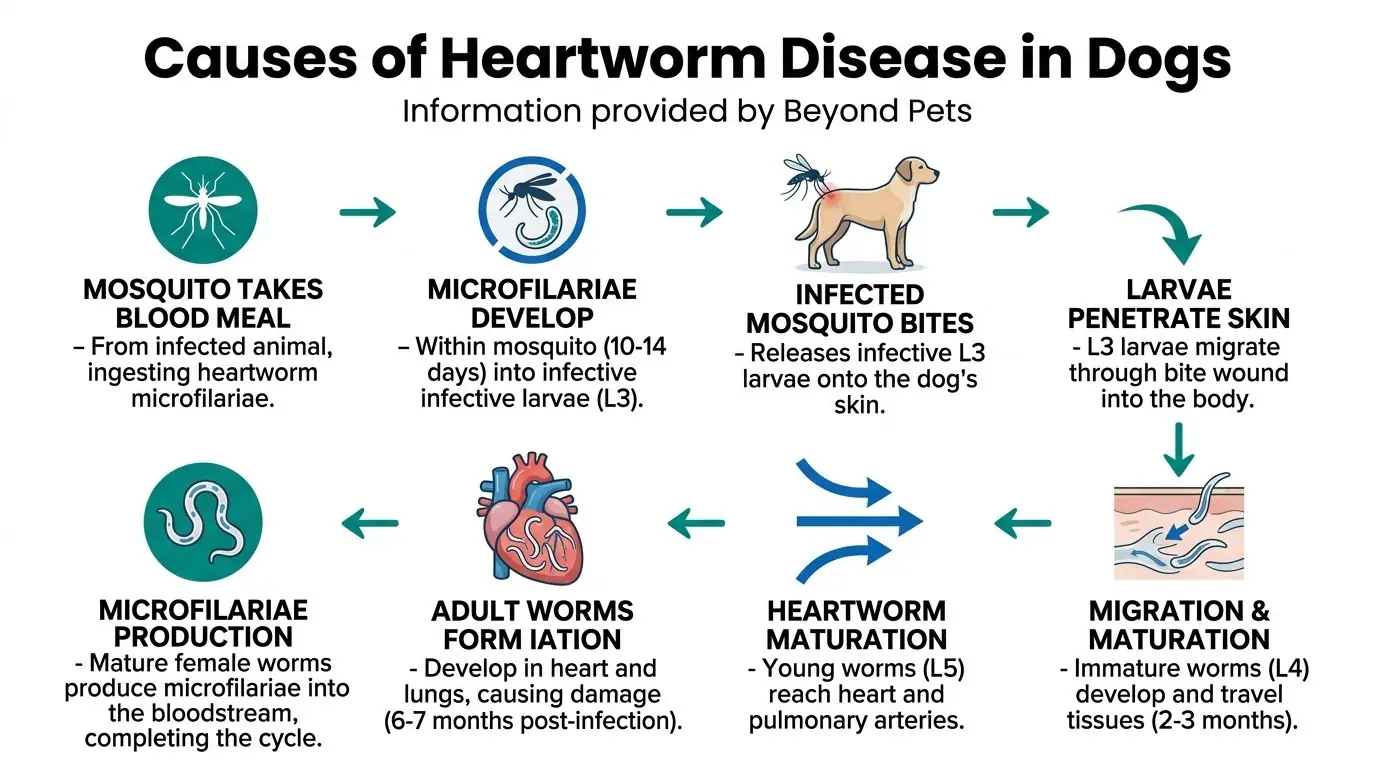 Causes of Heartworm Disease in Dogs in What is Heartworm Disease in Dogs?