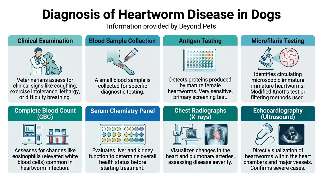 Diagnosis of Heartworm Disease in Dogs in What is Heartworm Disease in Dogs?