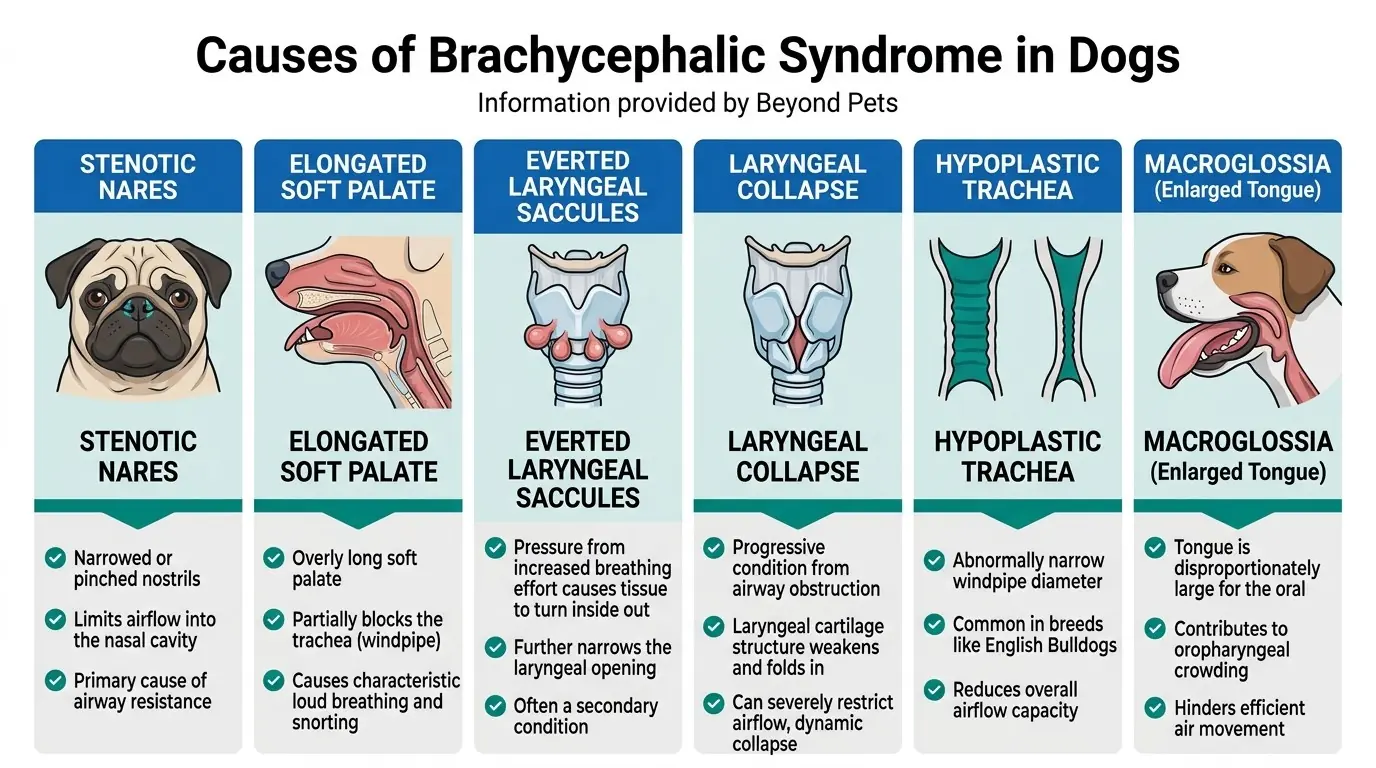 Causes of Brachycephalic Syndrome in Dogs in Understanding Brachycephalic Syndrome in Dogs