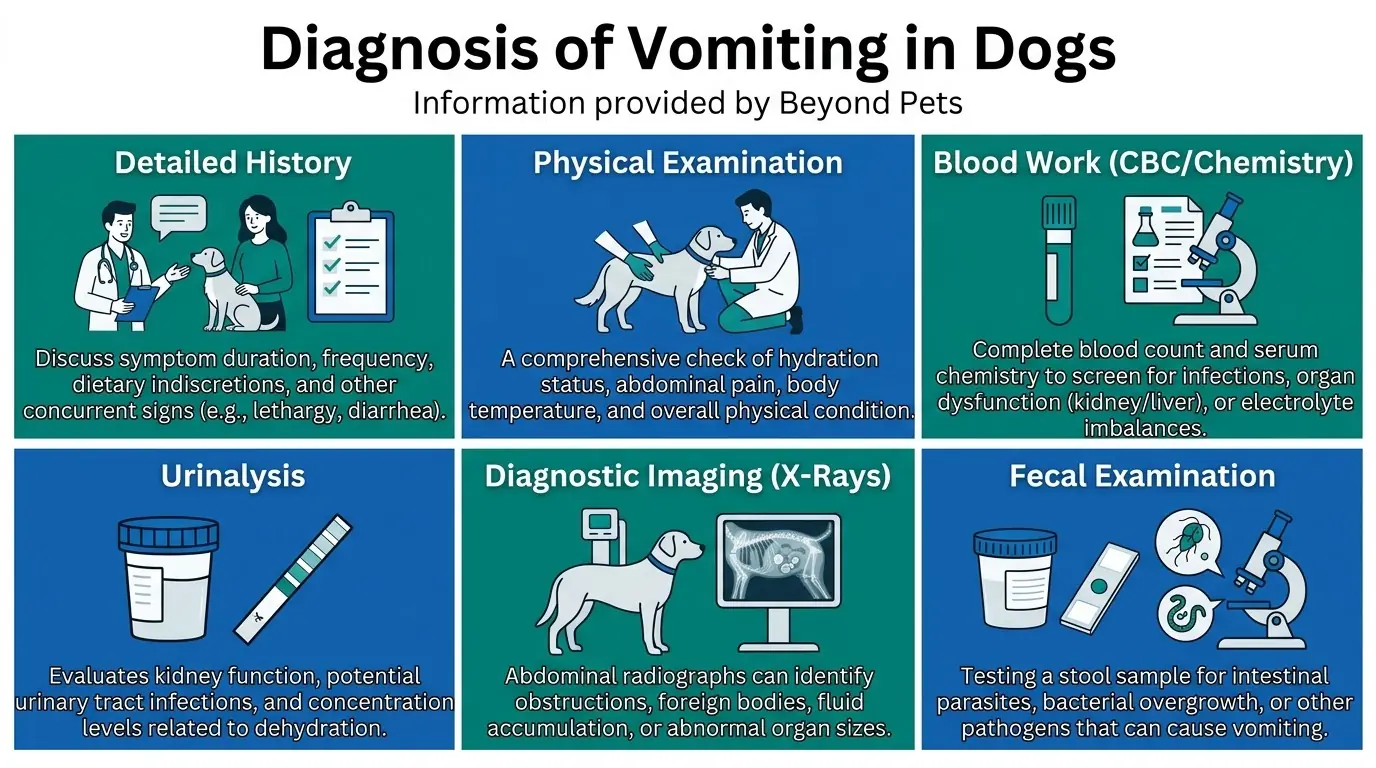 Diagnosis of Vomiting in Dogs in What is Vomiting in Dogs?