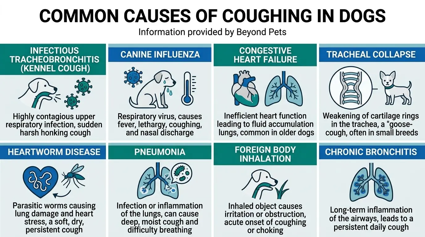 Common Causes of Coughing in Dogs in Coughing in Dogs: Common Causes and Treatment Options