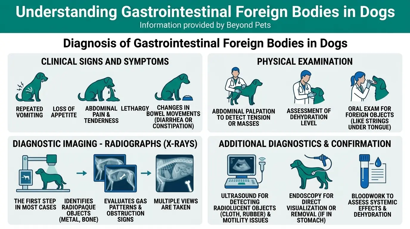 Diagnosis of Gastrointestinal Foreign Bodies in Dogs in Understanding Gastrointestinal Foreign Bodies in Dogs
