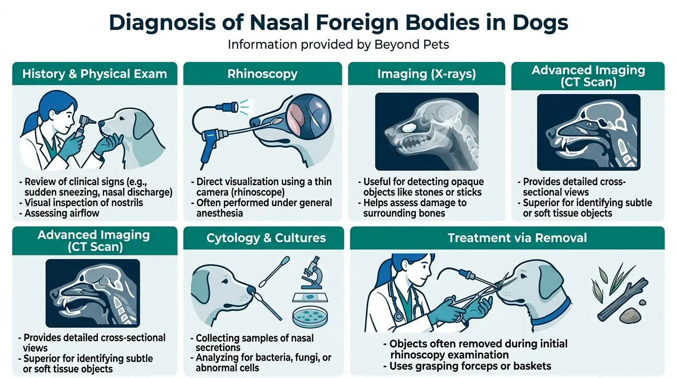 Diagnosis of Nasal Foreign Bodies in Dogs in What are Nasal Foreign Bodies in Dogs?