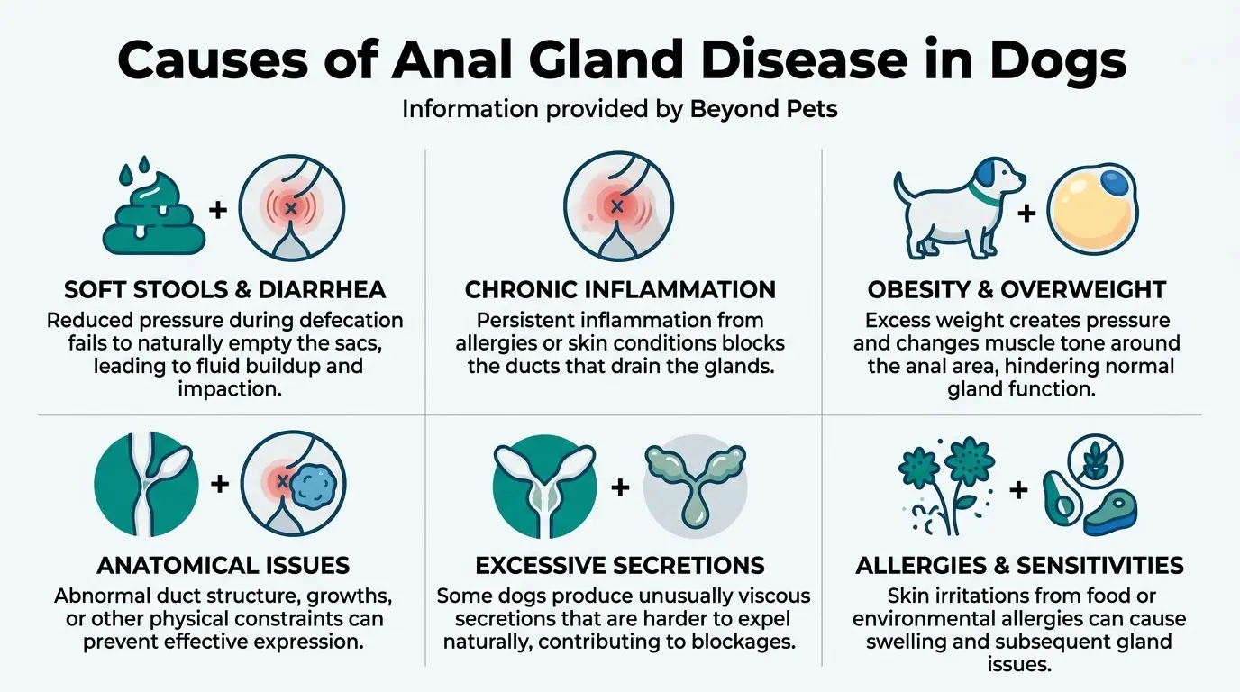 Causes of Anal Gland Disease in Dogs in What is Anal Gland Disease in Dogs?
