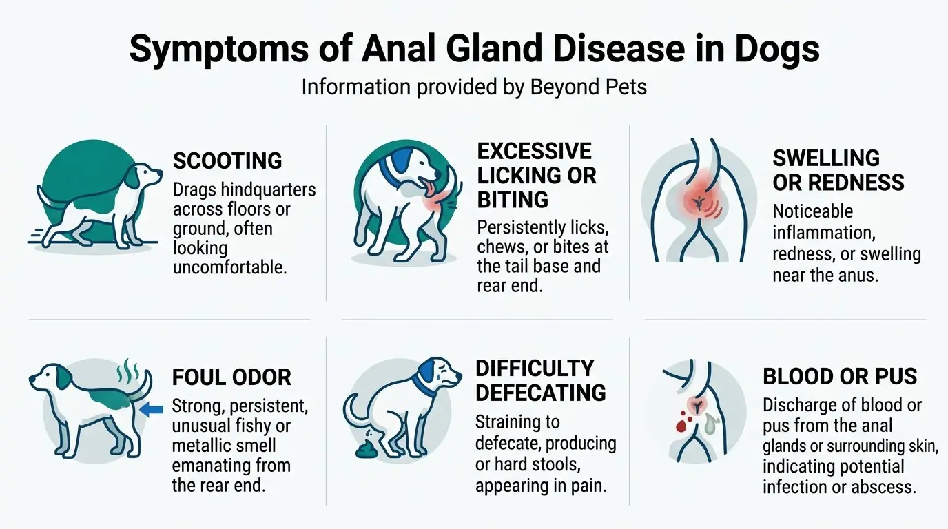 Symptoms of Anal Gland Disease in Dogs in What is Anal Gland Disease in Dogs?