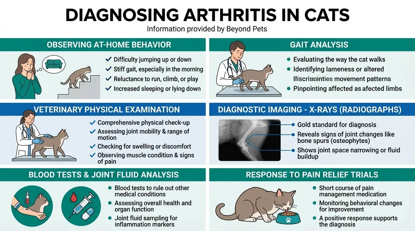 Diagnosing Arthritis in Cats in What is Arthritis in Cats?