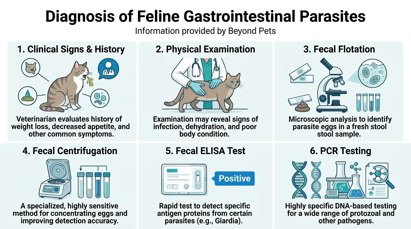 Diagnosis of Feline Gastrointestinal Parasites in What are Gastrointestinal Parasites in Cats?