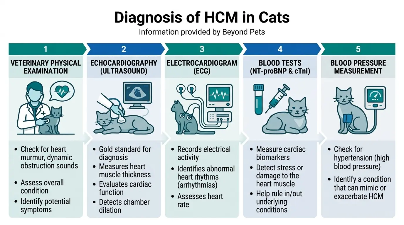 What is Hypertrophic Cardiomyopathy in Cats? 2 Diagnosis of HCM in Cats in What is Hypertrophic Cardiomyopathy in Cats?