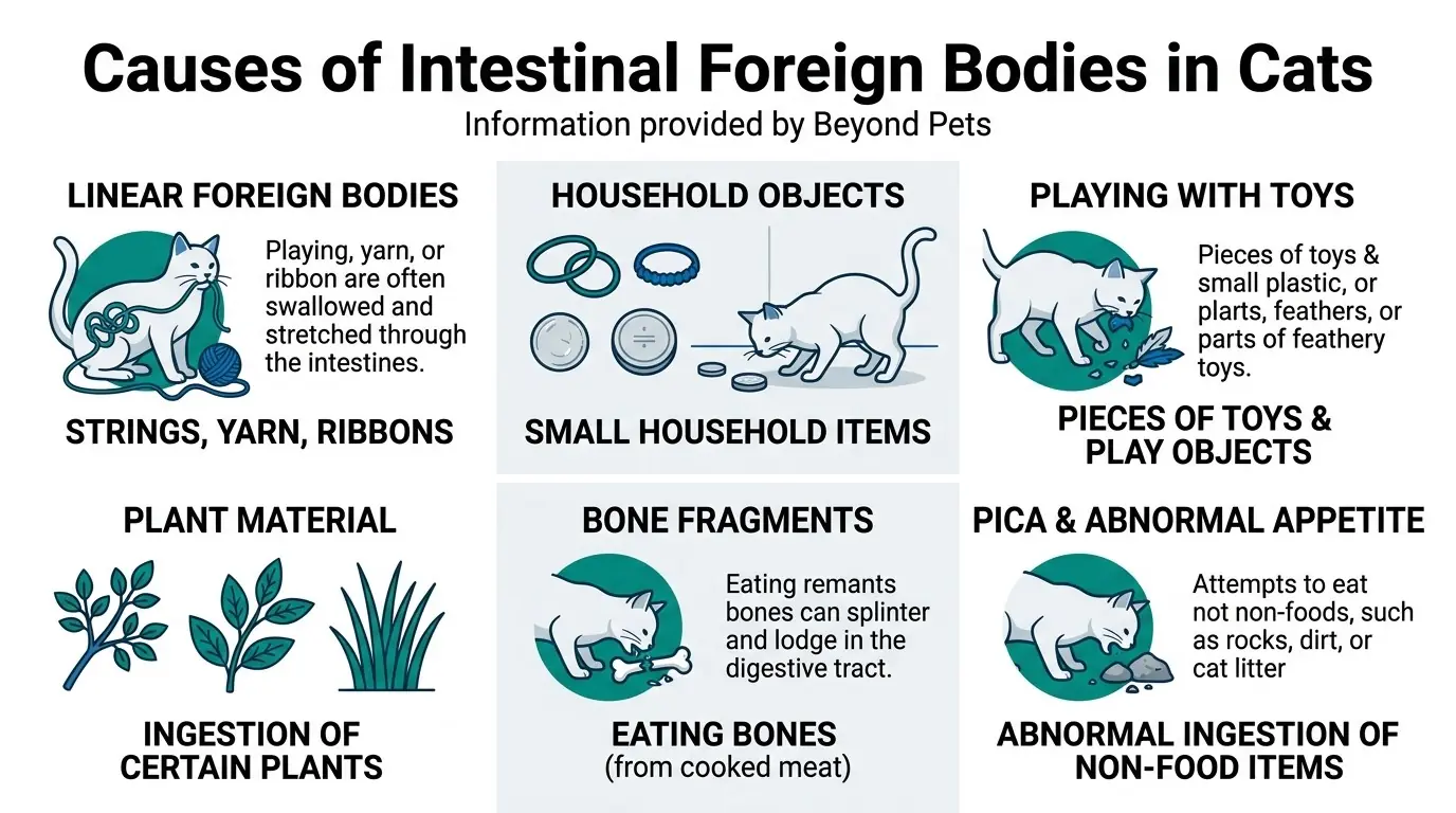 Causes of Intestinal Foreign Bodies in Cats in What are Intestinal Foreign Bodies in Cats?