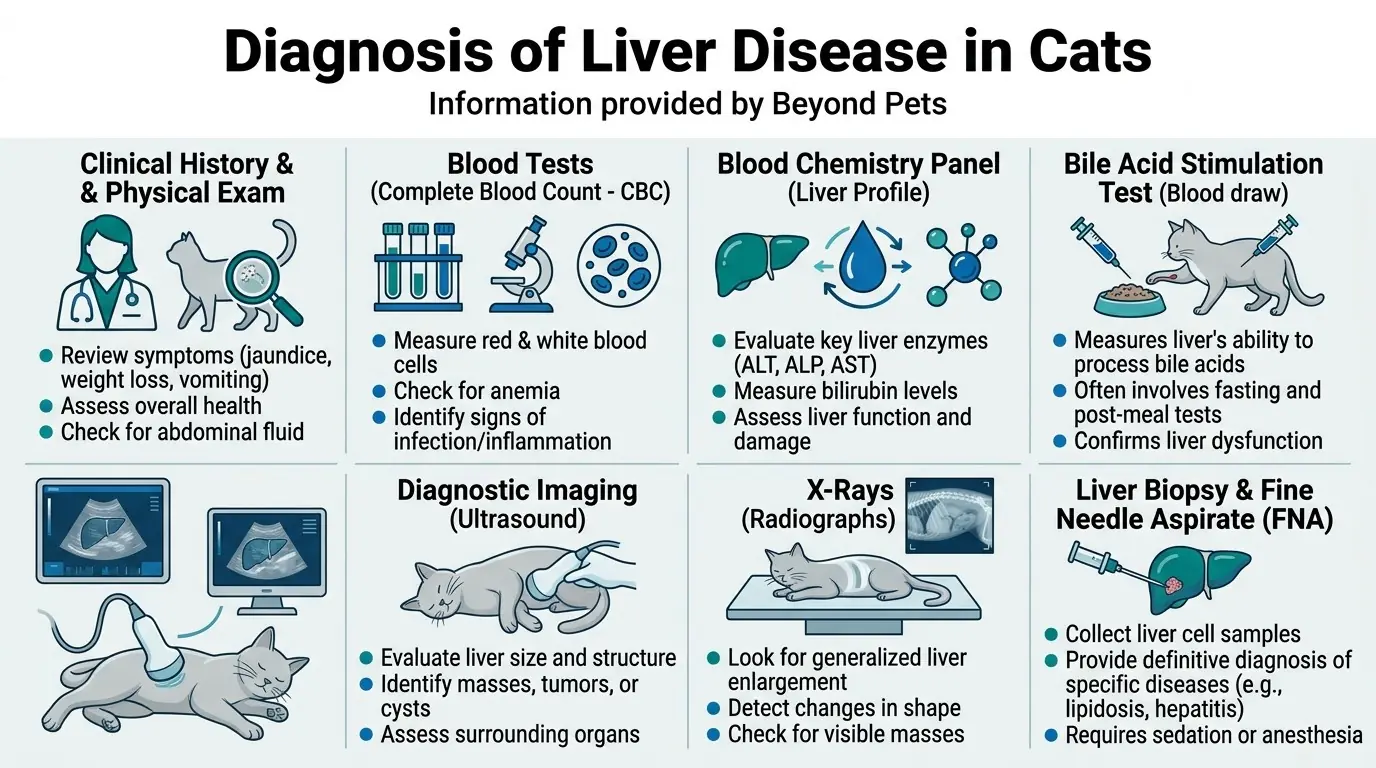 Diagnosis of Liver Disease in Cats in What is Liver Disease in Cats?
