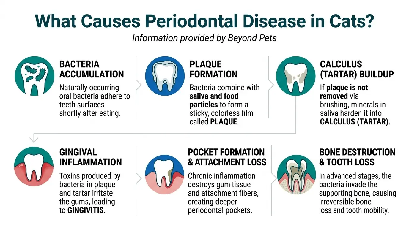 What Causes Periodontal Disease in Cats? in What is Periodontal Disease in Cats?