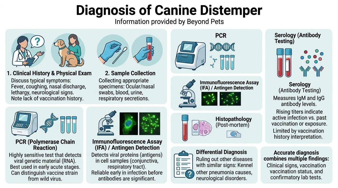 Diagnosis of Canine Distemper in Canine Distemper: Causes, Symptoms, Treatment & Prevention