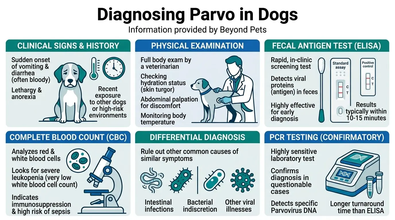 Canine Parvovirus: Causes, Symptoms, Diagnosis, Treatment 2 Diagnosing Parvo in Dogs in Canine Parvovirus: Causes, Symptoms, Diagnosis, Treatment