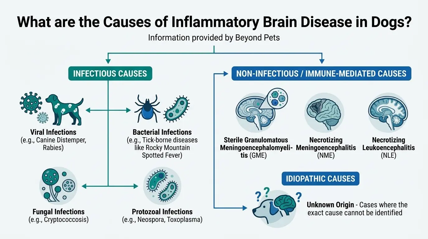 What are the Causes of Inflammatory Brain Disease in Dogs? in Inflammatory Brain Disease in Dogs: Causes, Symptoms, Diagnosis, Treatment, and Prevention