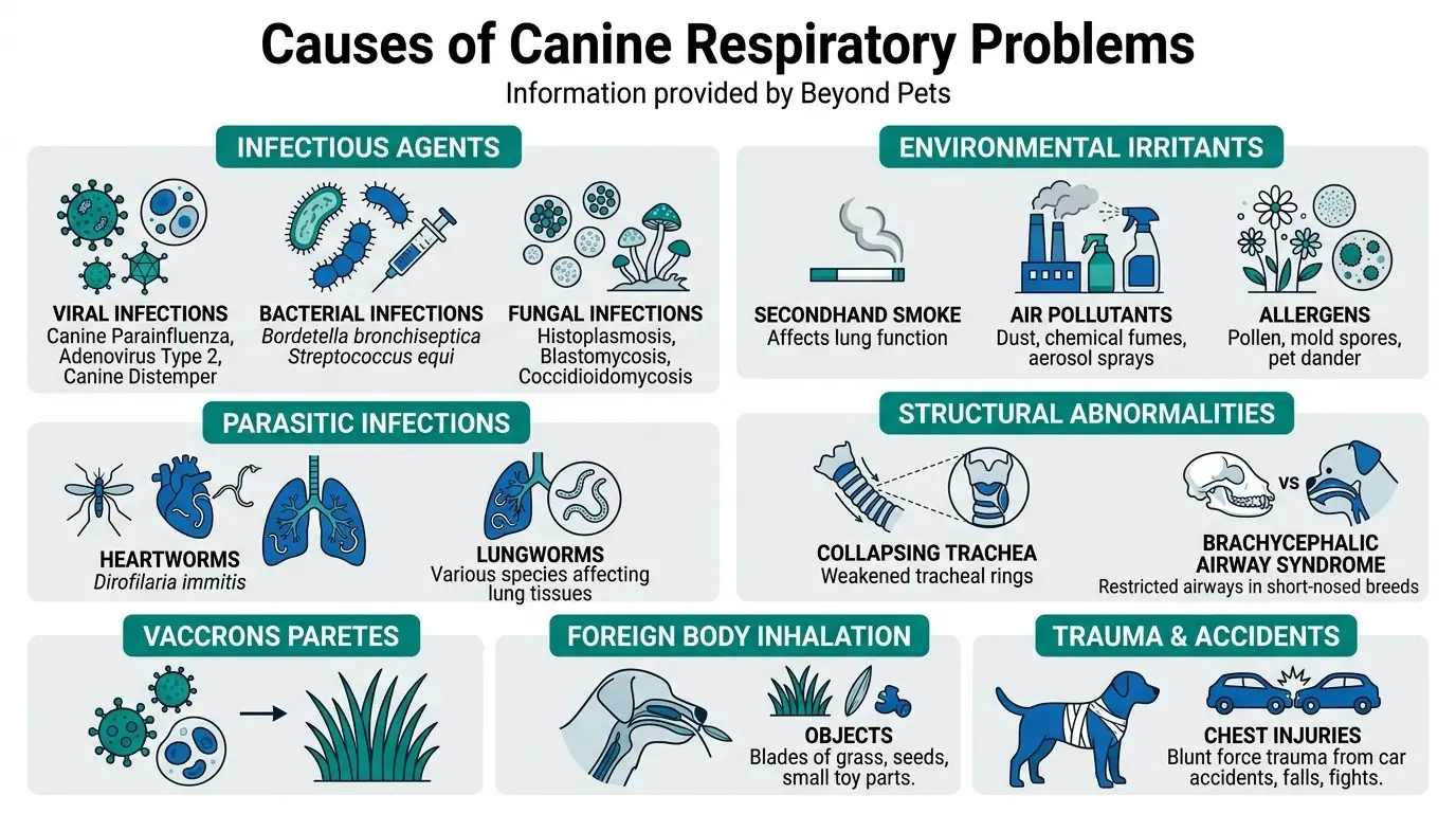 Respiratory Diseases in Dogs: Causes, Symptoms, Treatment 1 Causes of Canine Respiratory Problems in Respiratory Diseases in Dogs: Causes, Symptoms, Treatment